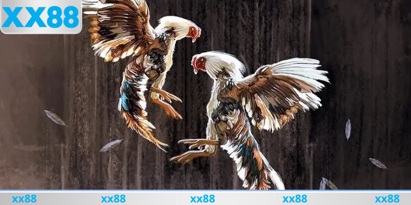 Hướng dẫn cách quan sát các chiến kê trước khi vào trận