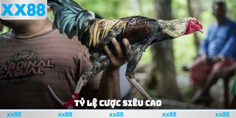 Tỷ lệ cược siêu cao